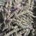 荆芥穗全荆芥穗中药材批发荆芥穗质量保证量大从优