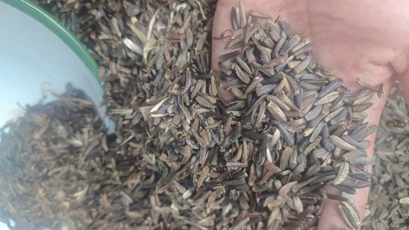 云木香种子纯新货供应中！发芽率95%.对接全国