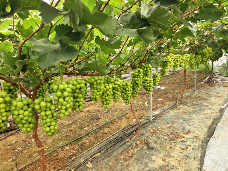 成都阳光玫瑰白沙镇40亩