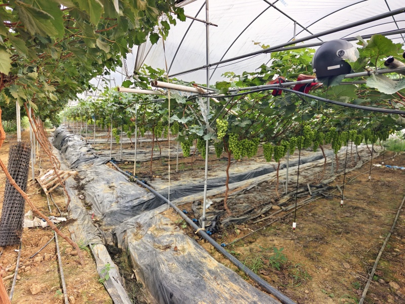 成都阳光玫瑰白沙镇40亩