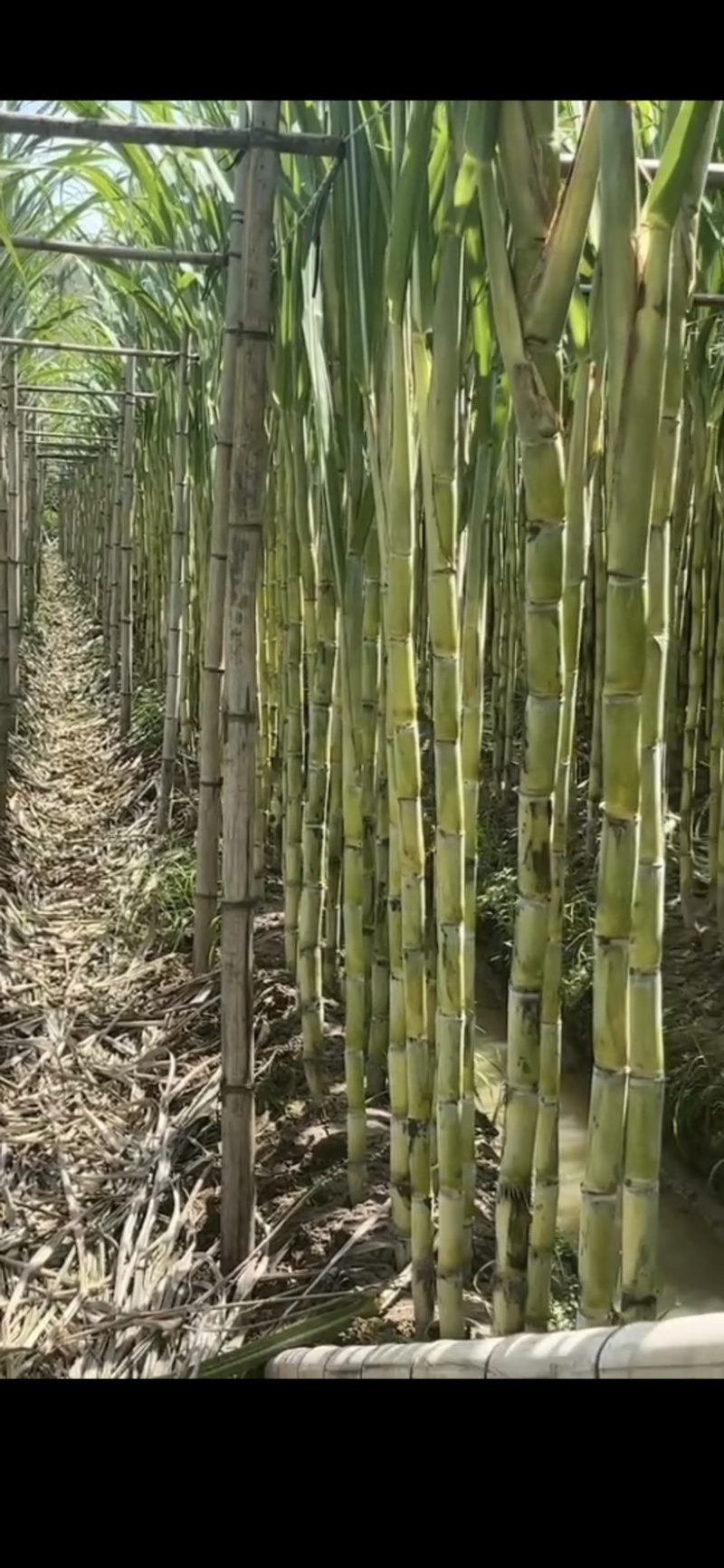 清甜解暑