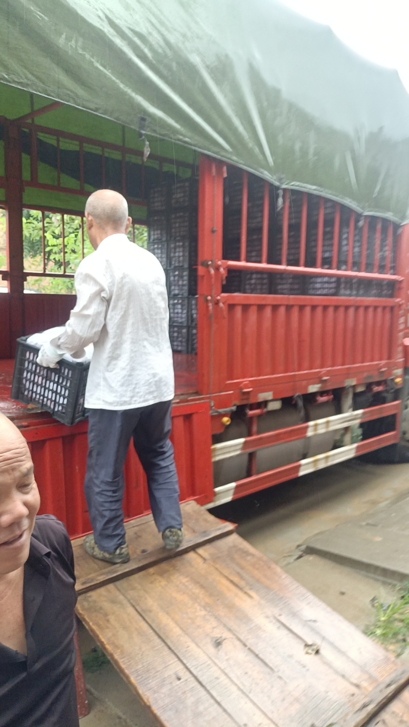 《精选》陕西皇冠梨基地直发对接商超电商团购一条龙服务