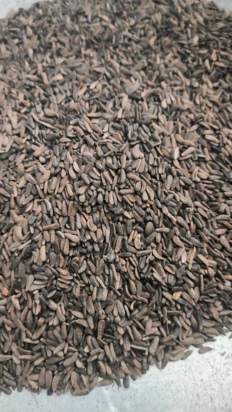 牛蒡子牛子中药材批发牛蒡子质量保证量大从优