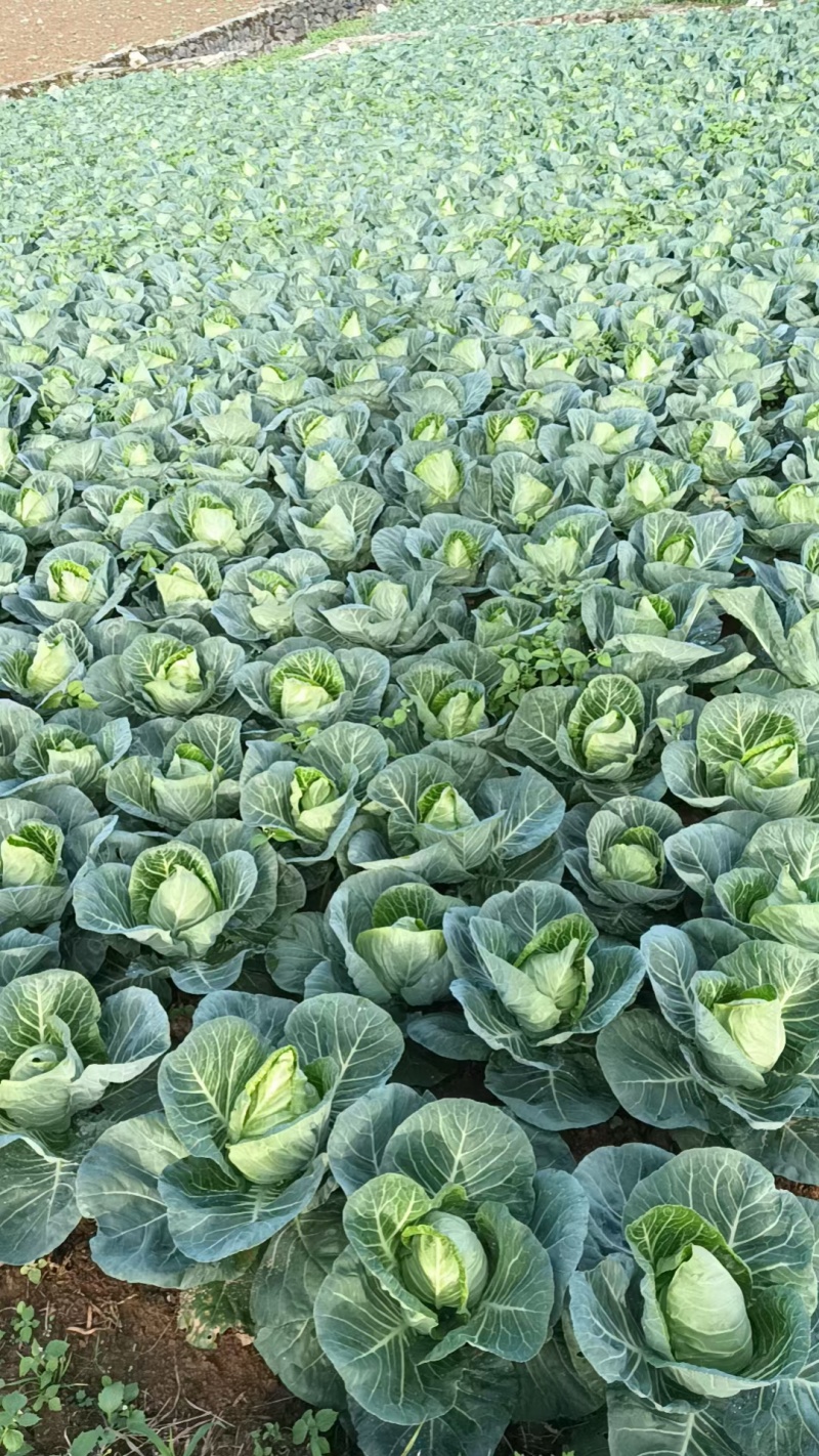 恩施高山牛心包菜