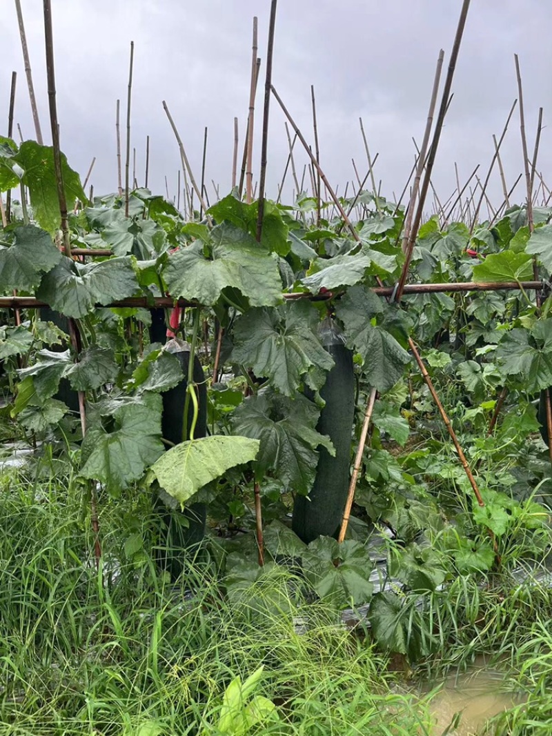广东吊冬瓜黑皮冬瓜对接批发市场电商平台，产地供应，质量稳定。