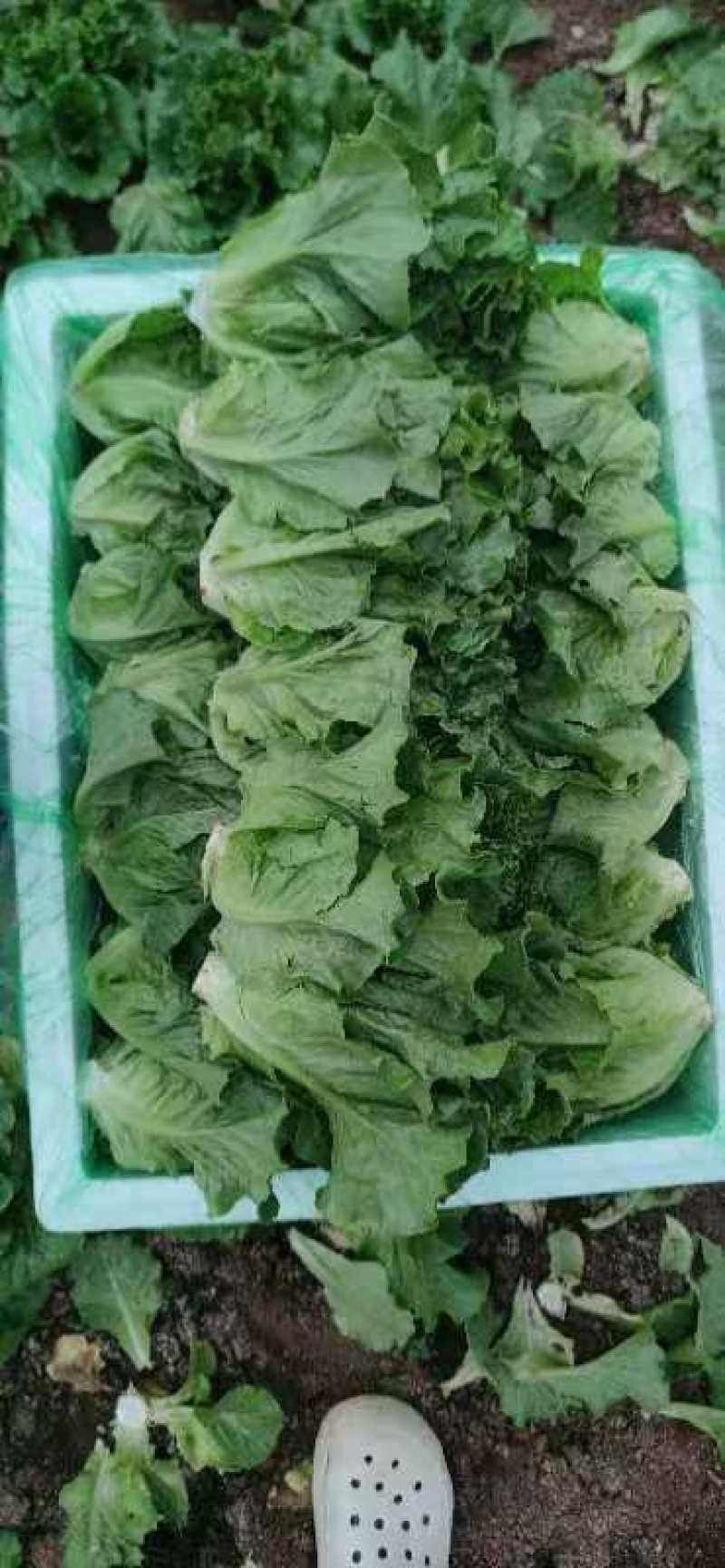 【低价抢购】四川本地意大利生菜质量保证优质货源
