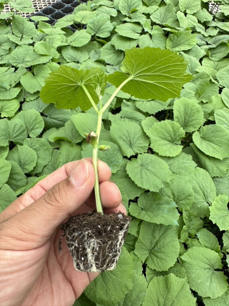 劳拉2316珍珠瘤苦瓜种子