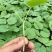 劳拉2316珍珠瘤苦瓜种子