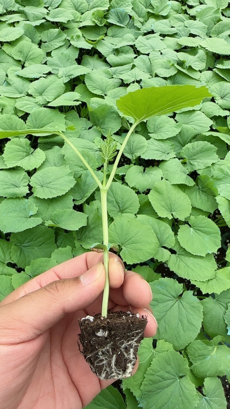 劳拉2316珍珠瘤苦瓜种子