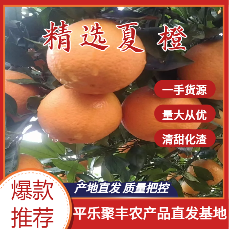 夏橙产地直发基地，对接全国各地的市场电商平台