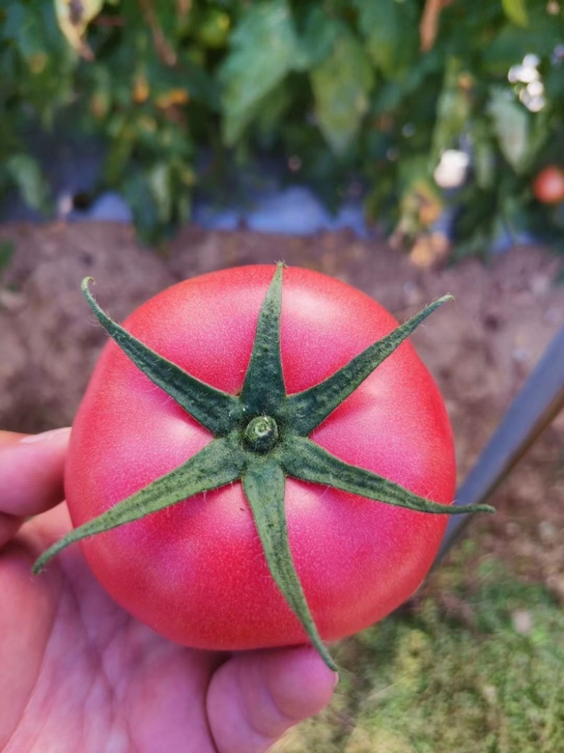 高山西红柿🍅，产地一手货源，品种齐全，品质保证