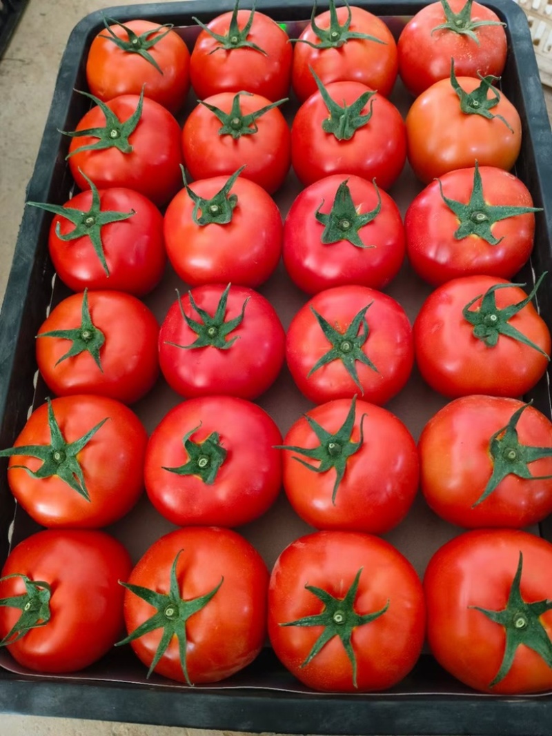 高山西红柿🍅，产地一手货源，品种齐全，品质保证