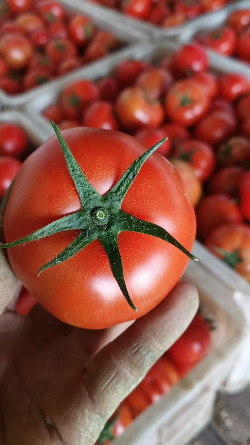 高山西红柿🍅，产地一手货源，品种齐全，品质保证
