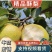 安徽砀山酥梨脆甜多汁规格齐全对接市场电商商超