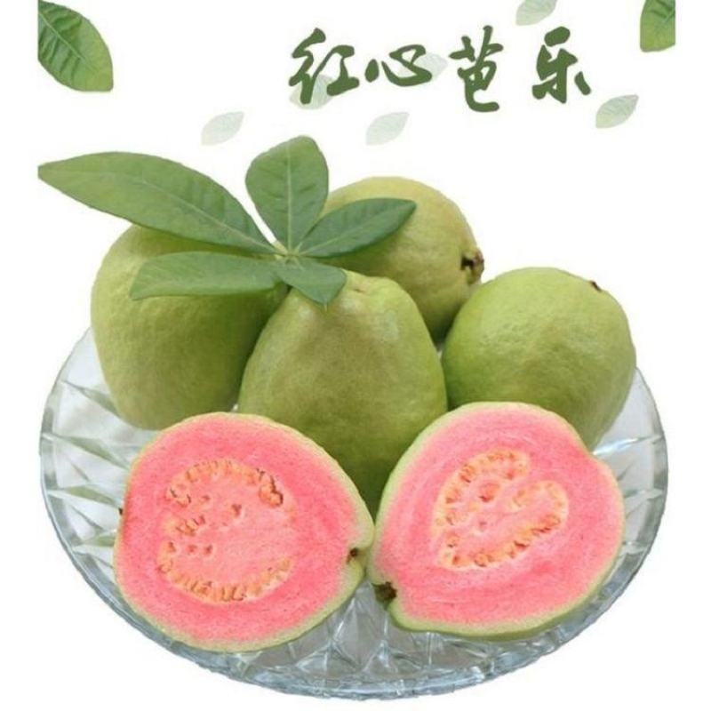 红心芭乐（西瓜红番石榴），支持全网电商一件代发，3斤/5斤