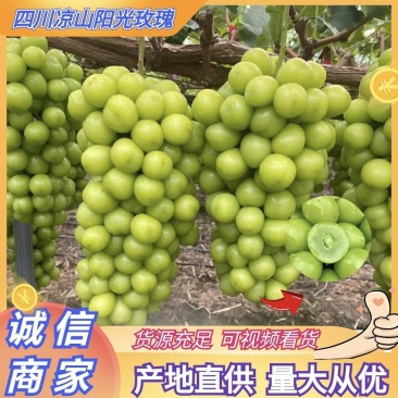 四川葡萄万亩阳光玫瑰葡萄已上市，口感脆甜，欢迎考察
