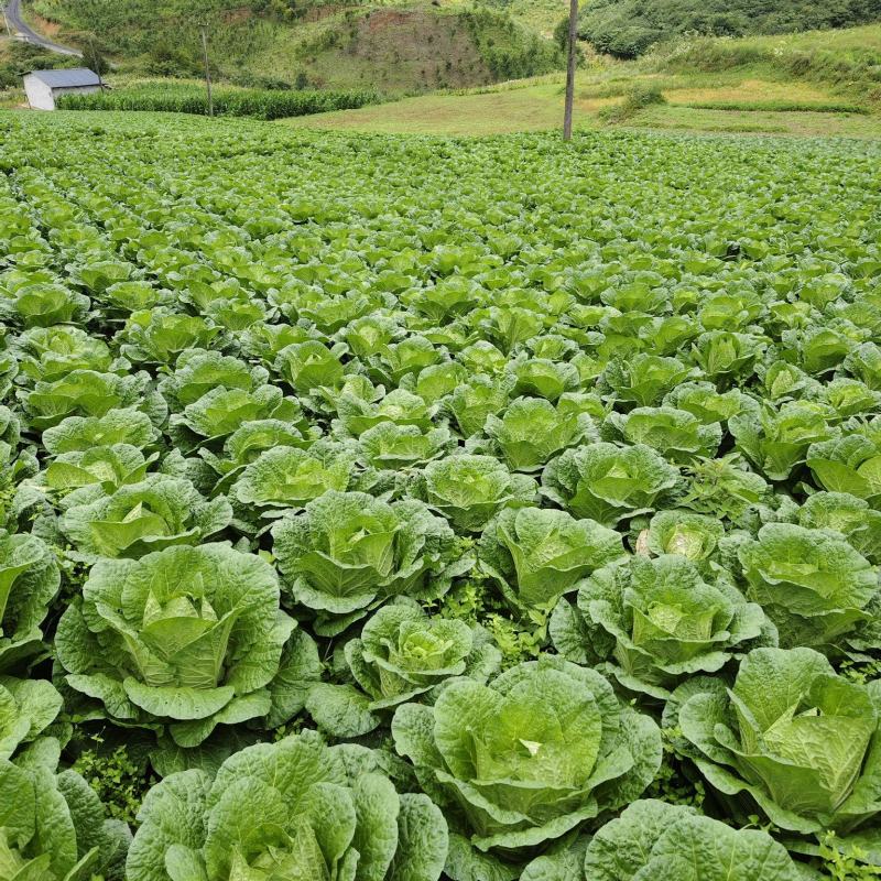 高山黄心大白菜