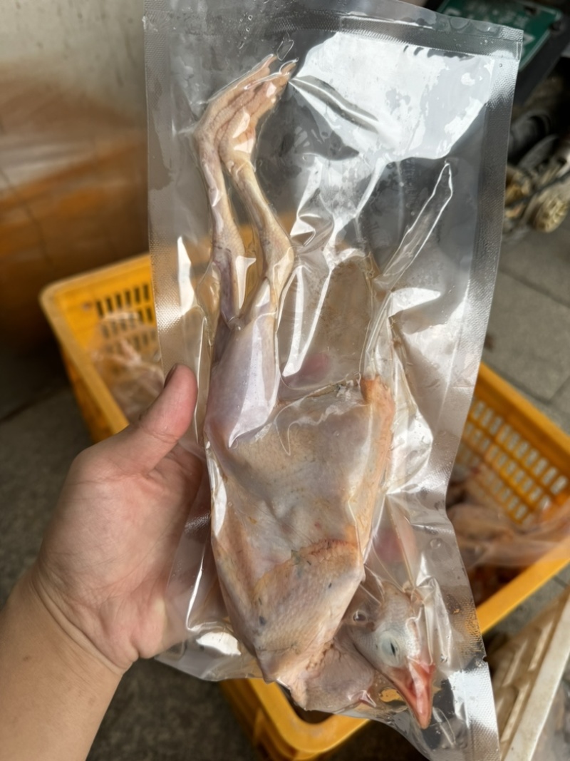 鹧鸪