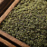 吴茱萸中花大花小花吴茱萸量大批发代磨