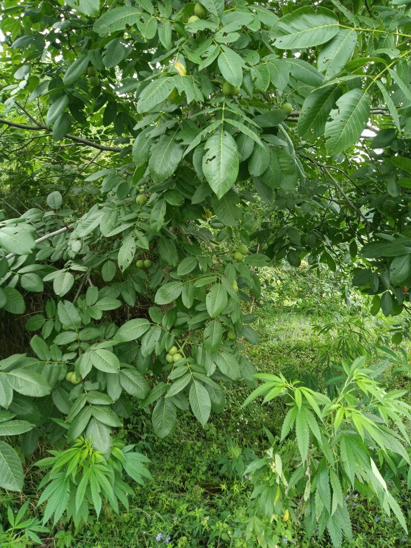 青皮核桃
