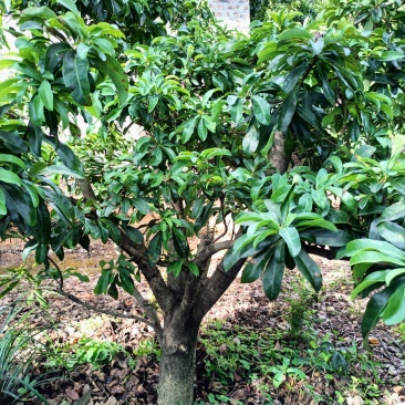 赏景食果于一体的景观杨梅树，别具特色与众不同。