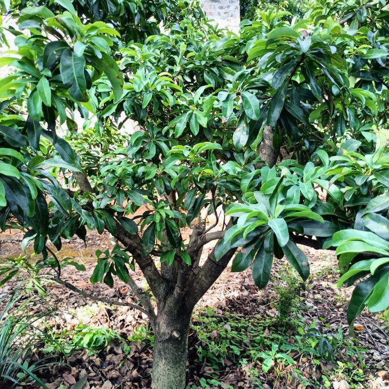 赏景食果于一体的景观杨梅树，别具特色与众不同。