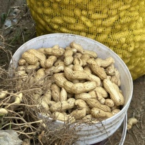 开封白沙大果鲜花生鲜摘现发欢迎大家光临