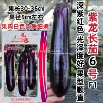 基地深紫红长茄种子龙盛紫龙长茄6号茄子种子春秋紫长茄种籽