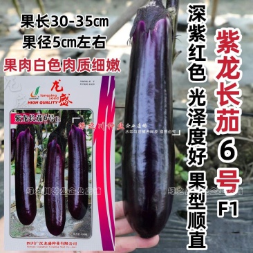 基地深紫红长茄种子龙盛紫龙长茄6号茄子种子春秋紫长茄种籽