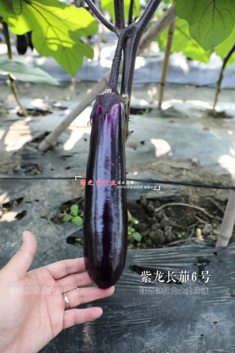 基地深紫红长茄种子龙盛紫龙长茄6号茄子种子春秋紫长茄种籽