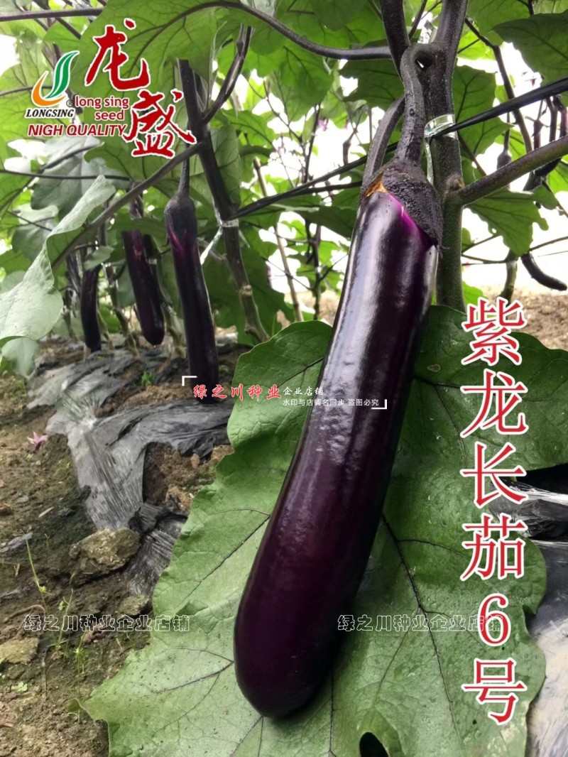 基地深紫红长茄种子龙盛紫龙长茄6号茄子种子春秋紫长茄种籽