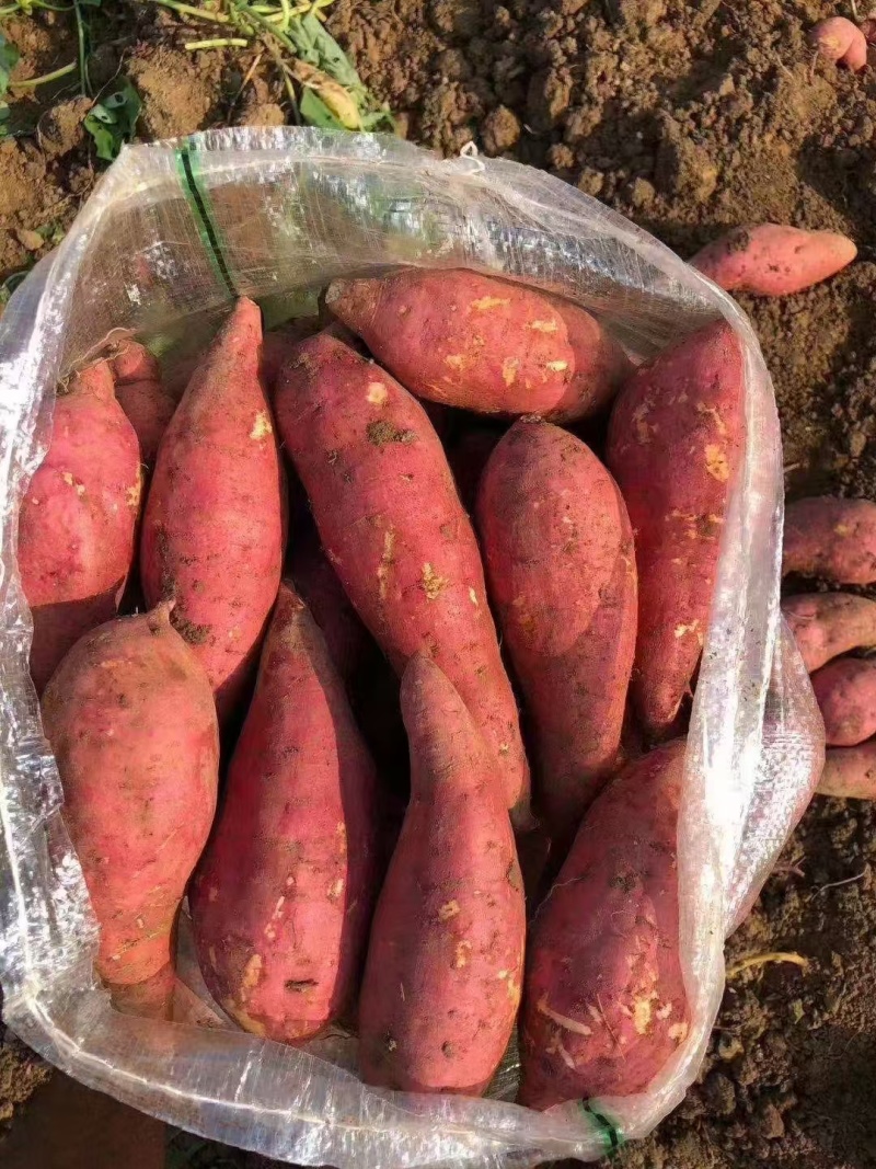湖北西瓜红襄阳红薯大量上市专业代收代发产地现货新鲜红薯