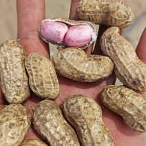 大白沙白花生鲜果基地一手货源
