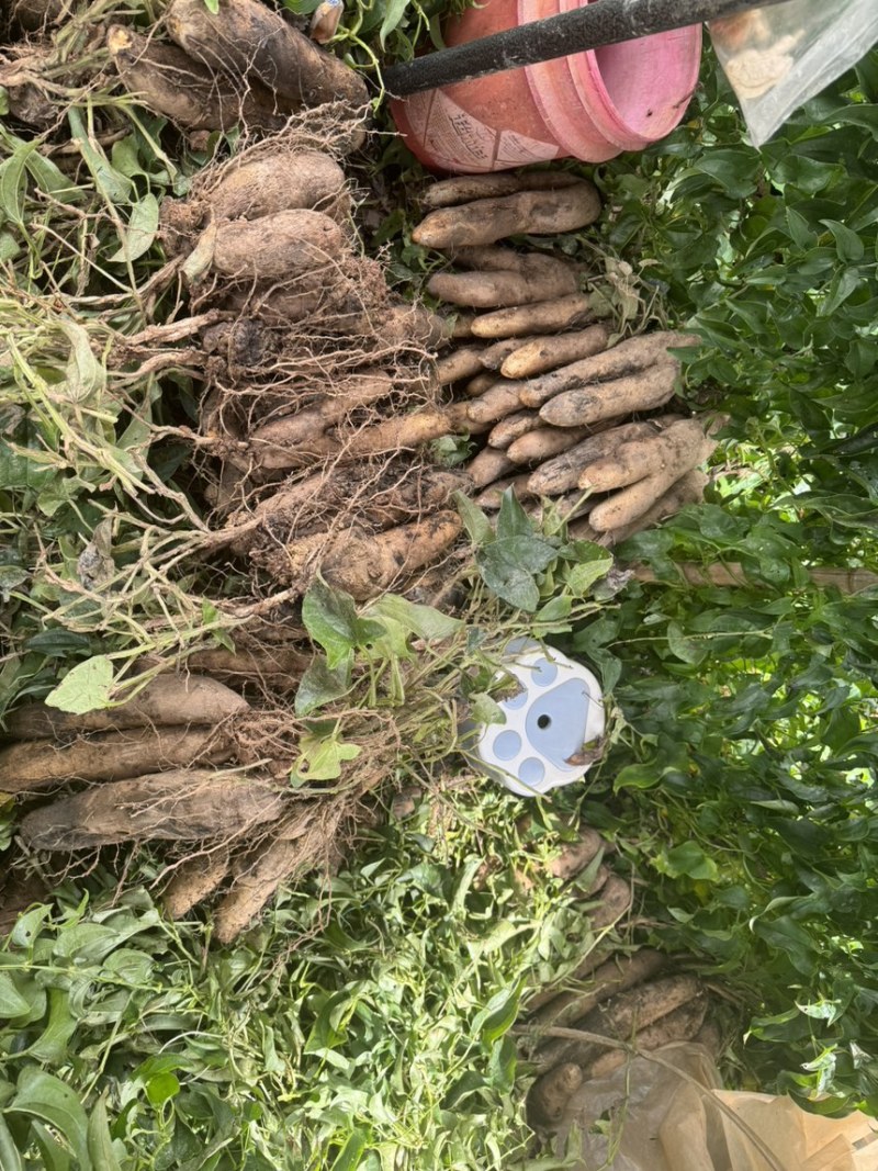 云南灵芝山药粉糯大量现挖上市，场地直发，电商市场直供