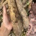 云南灵芝山药粉糯大量现挖上市，场地直发，电商市场直供