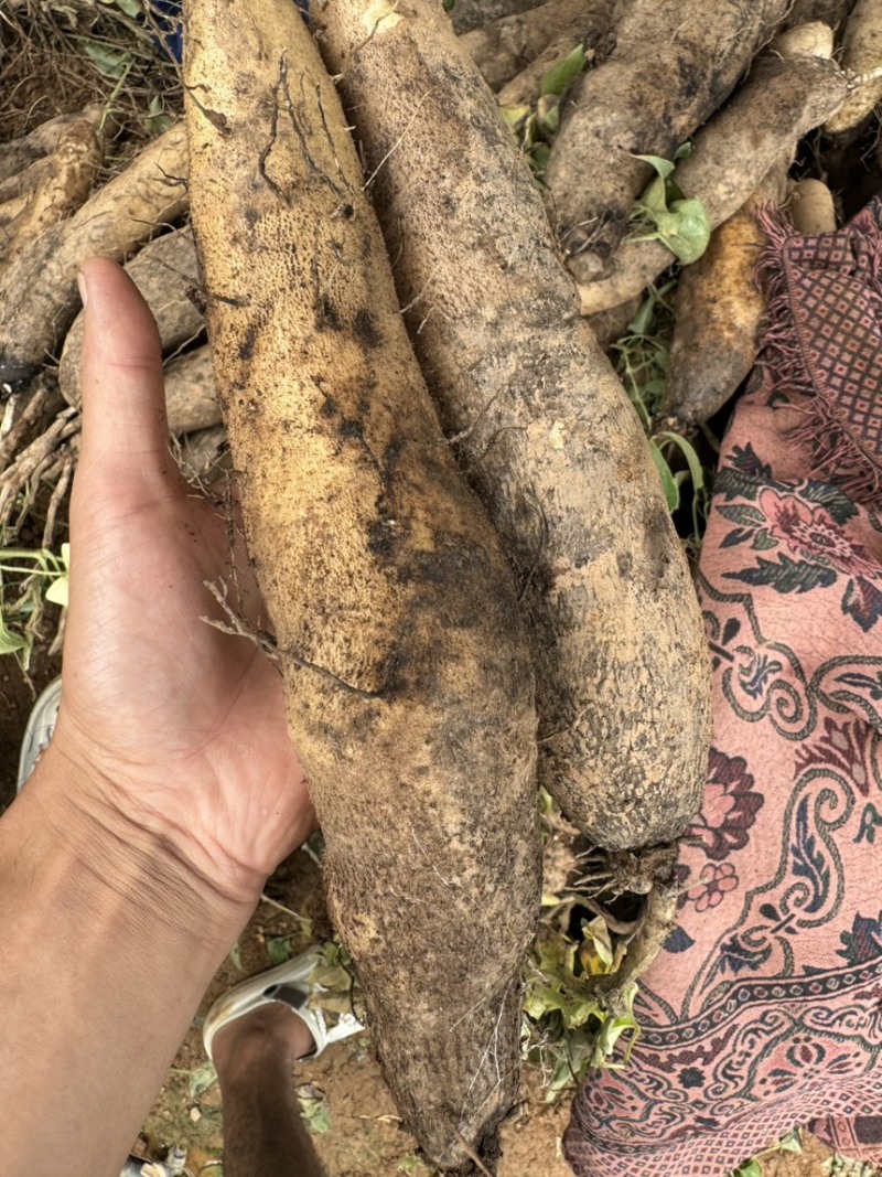 云南灵芝山药粉糯大量现挖上市，场地直发，电商市场直供