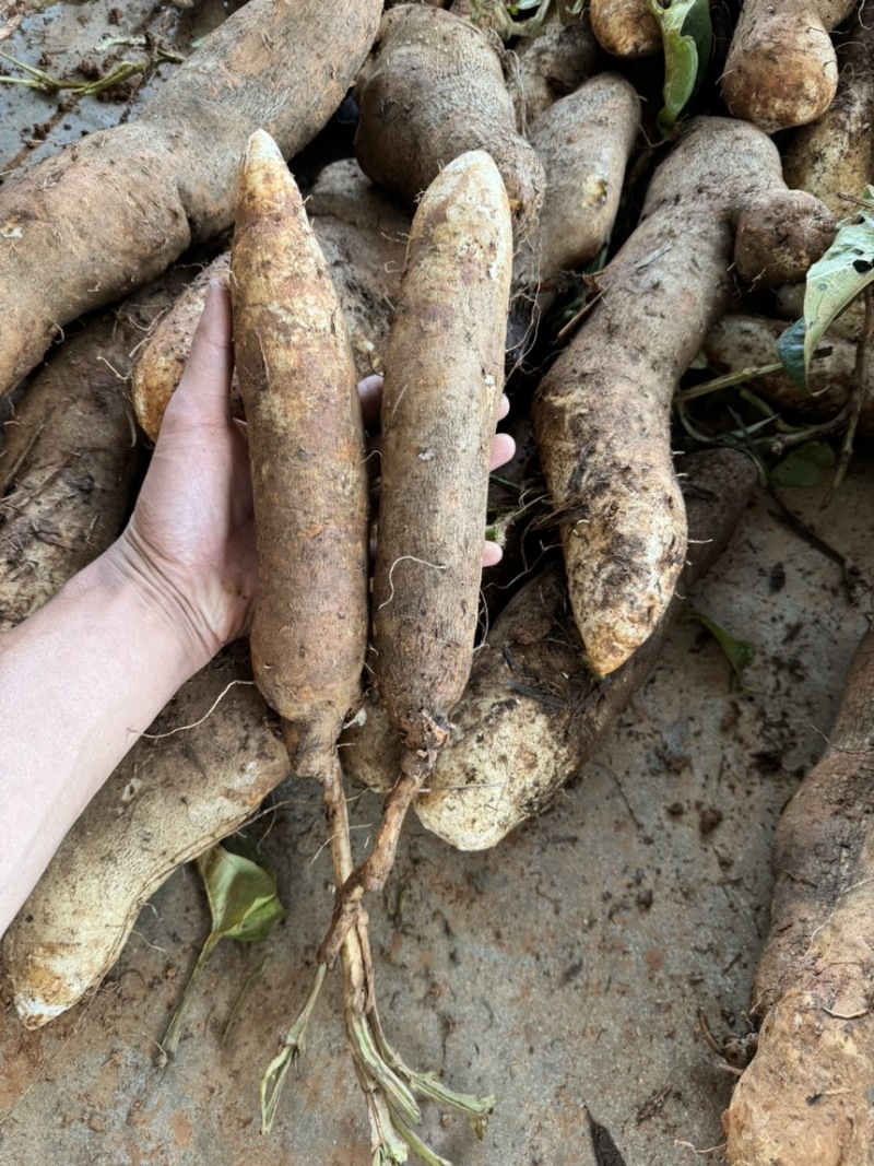 云南灵芝山药粉糯大量现挖上市，场地直发，电商市场直供