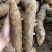 云南灵芝山药粉糯大量现挖上市，场地直发，电商市场直供