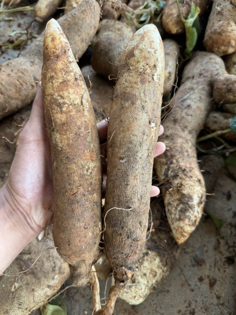 云南灵芝山药粉糯大量现挖上市，场地直发，电商市场直供