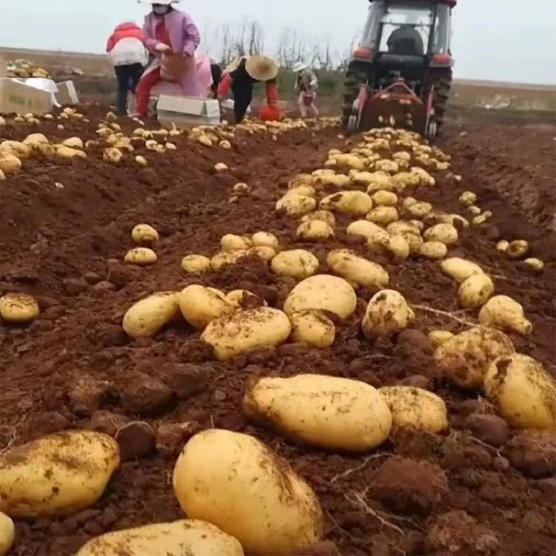 土豆实验一号新鲜土豆产地直发货源充足，量大优惠欢迎合作