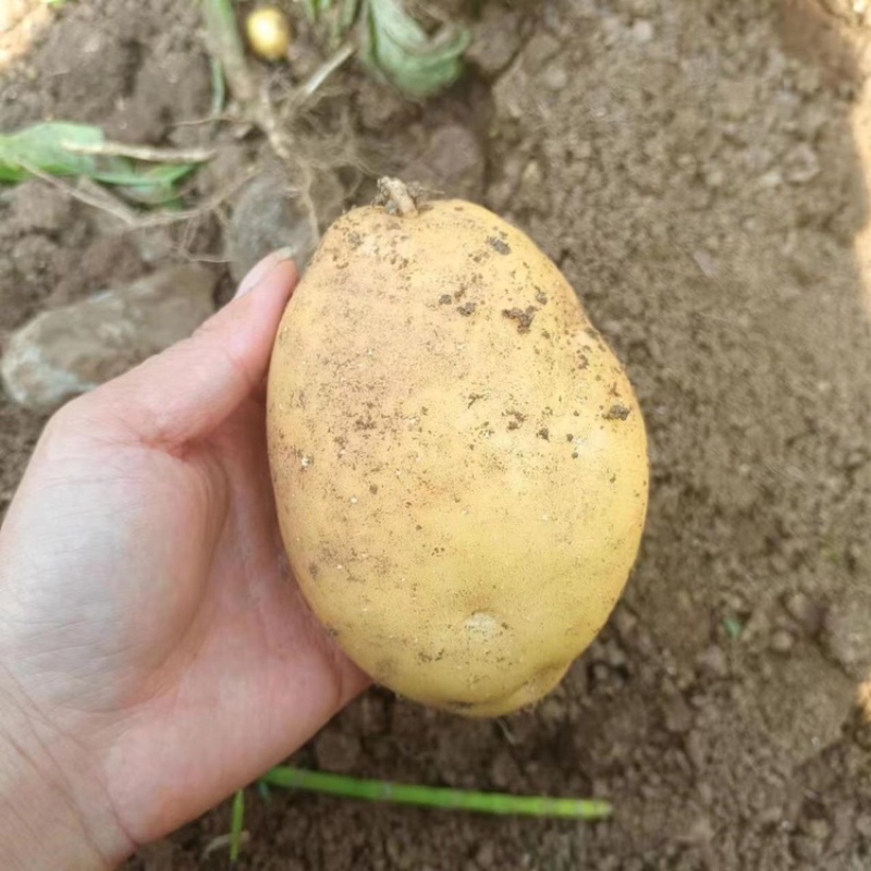 土豆实验一号新鲜土豆产地直发货源充足，量大优惠欢迎合作
