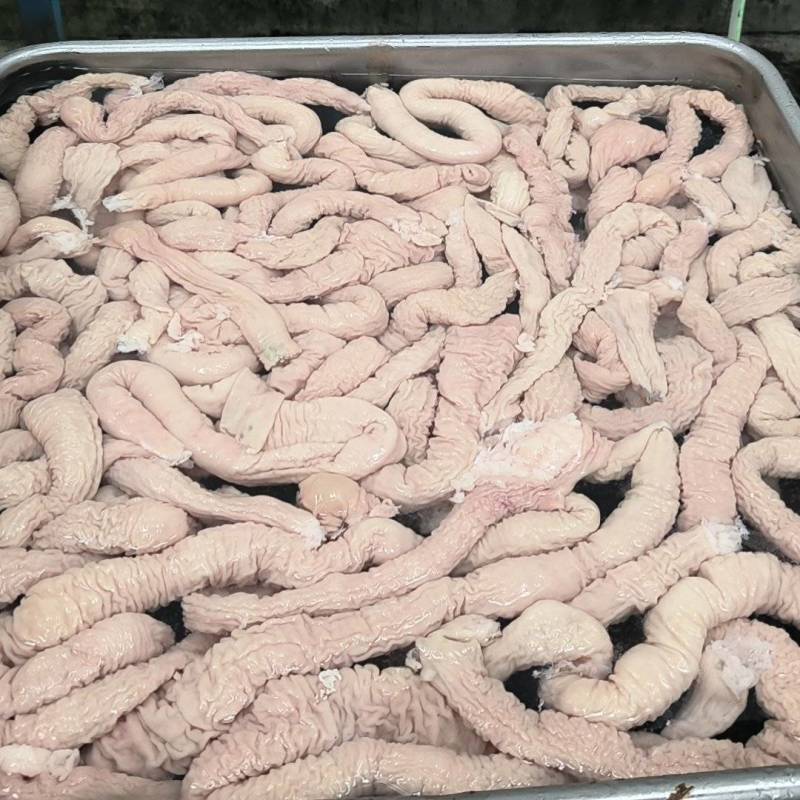 鲜大肠头，鲜大肠，预煮大肠品质保证无杂质