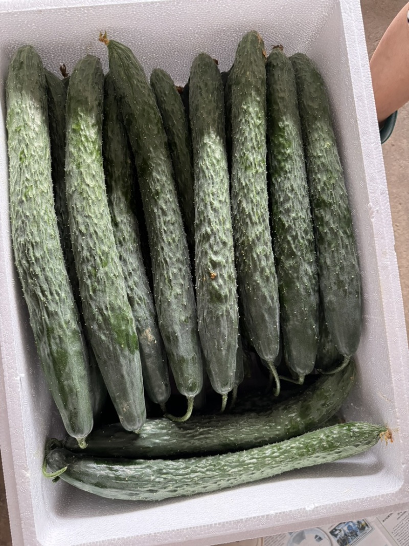 云南密刺黄瓜青瓜产地直销，没有中间商，全国发货