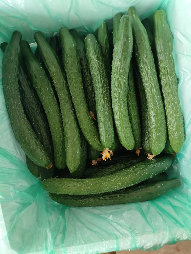 黄瓜