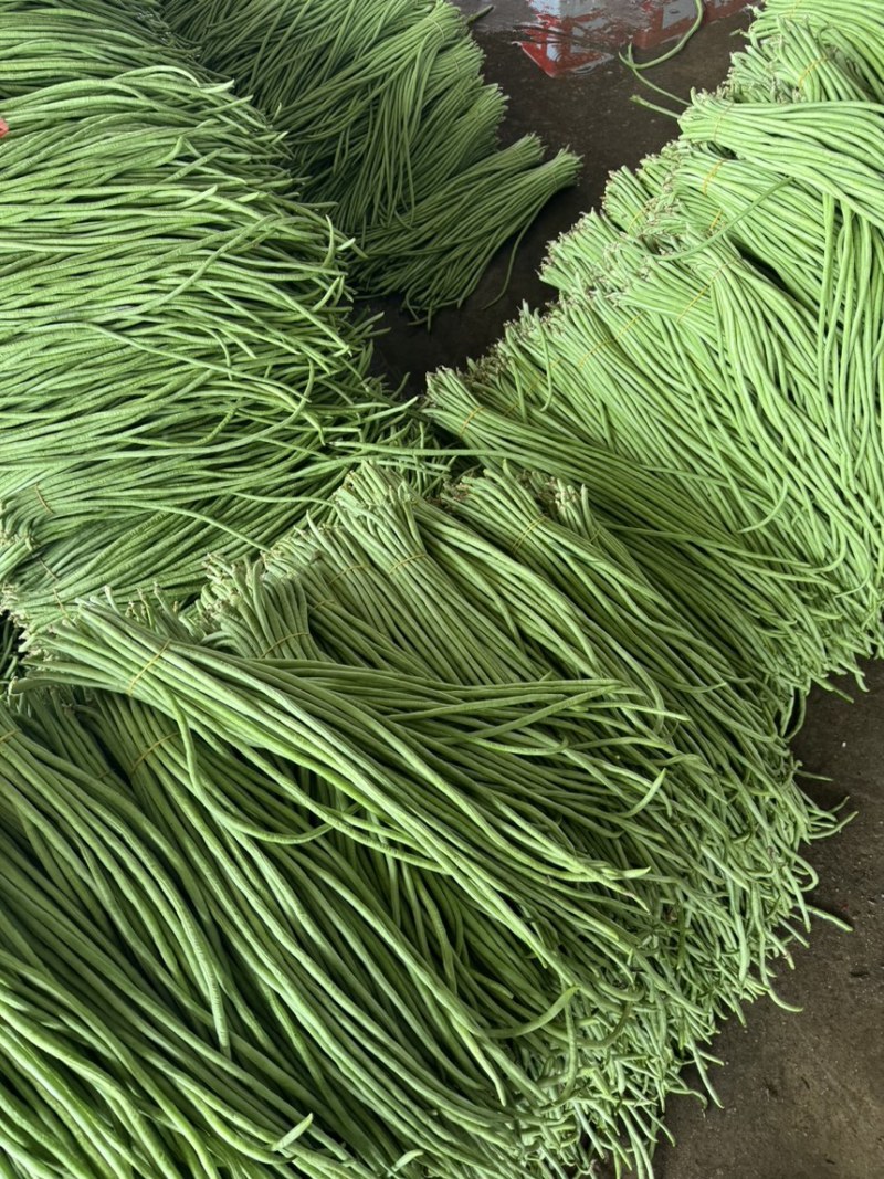 细条豇豆新鲜大量上市原产地直销，没有中间商全球发货