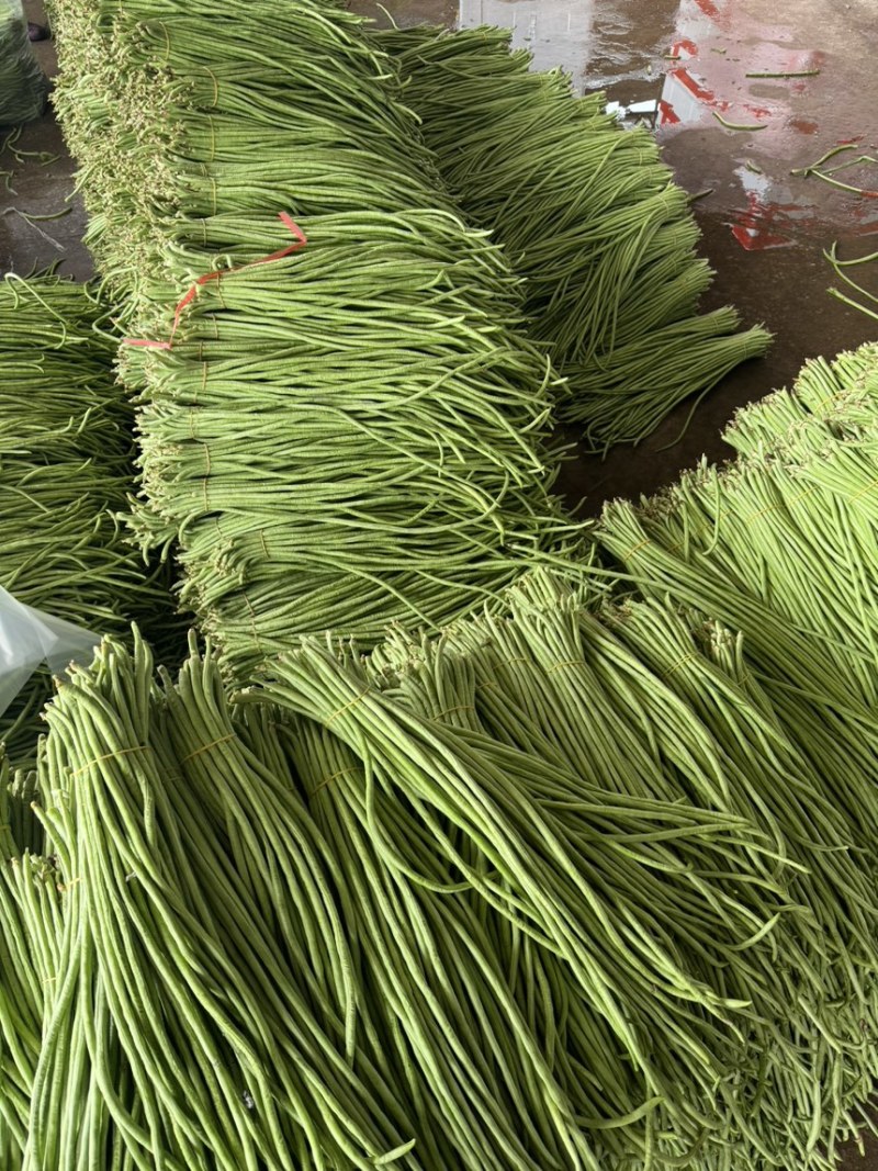 细条豇豆新鲜大量上市原产地直销，没有中间商全球发货