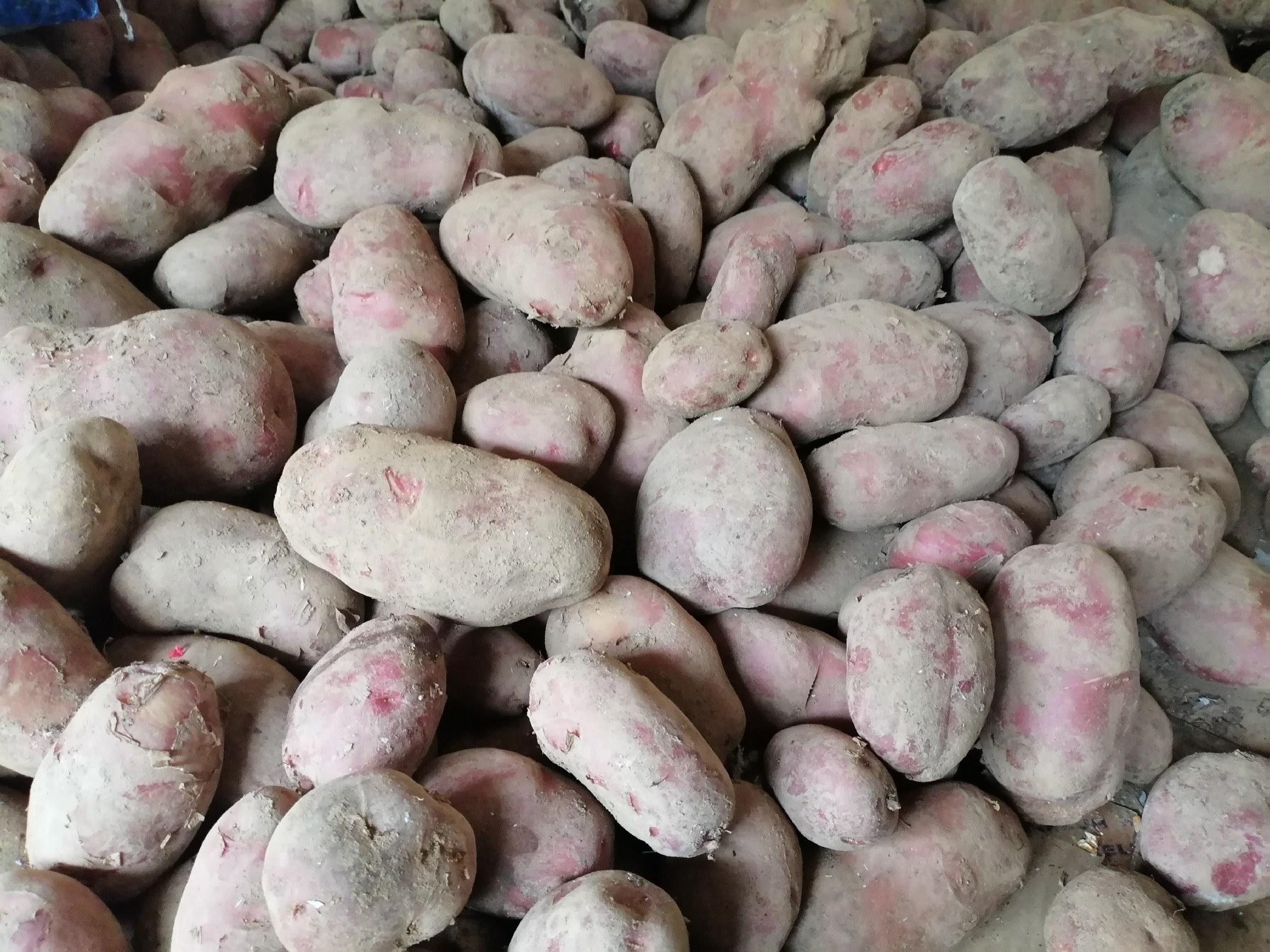 不同品种土豆与红薯的形态对比图