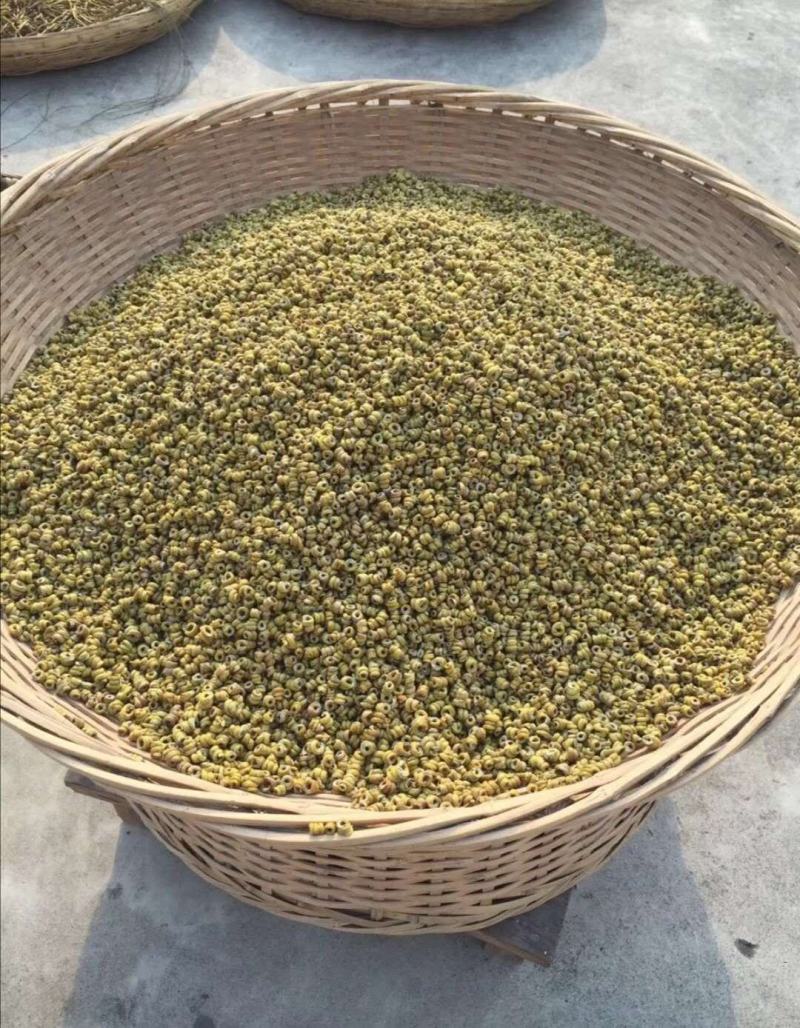 【霍山发货】道地药材霍山铁皮石斛枫斗可代客打粉包邮