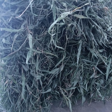 优质无根淡竹叶18吨待售，产地一手货源，有单的朋友请来电