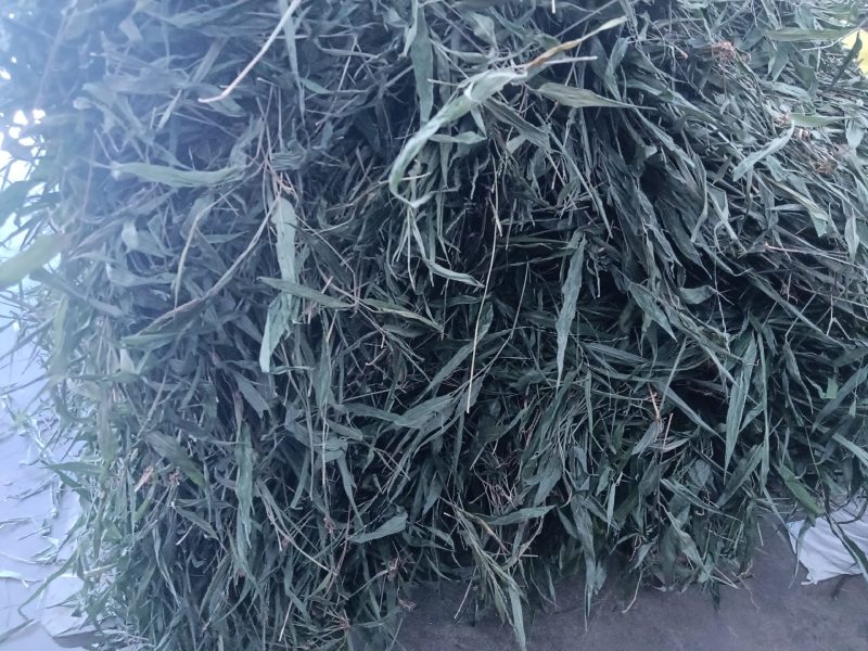 优质无根淡竹叶18吨待售，产地一手货源，有单的朋友请来电